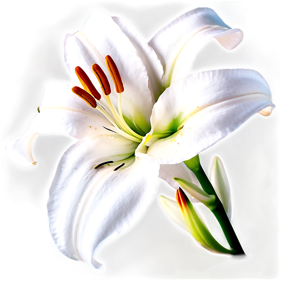 Elegant Lily Flower Png Vjk3 PNG