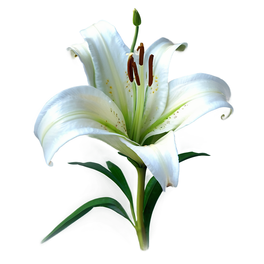 Elegant Lily Pattern Png Bhk PNG