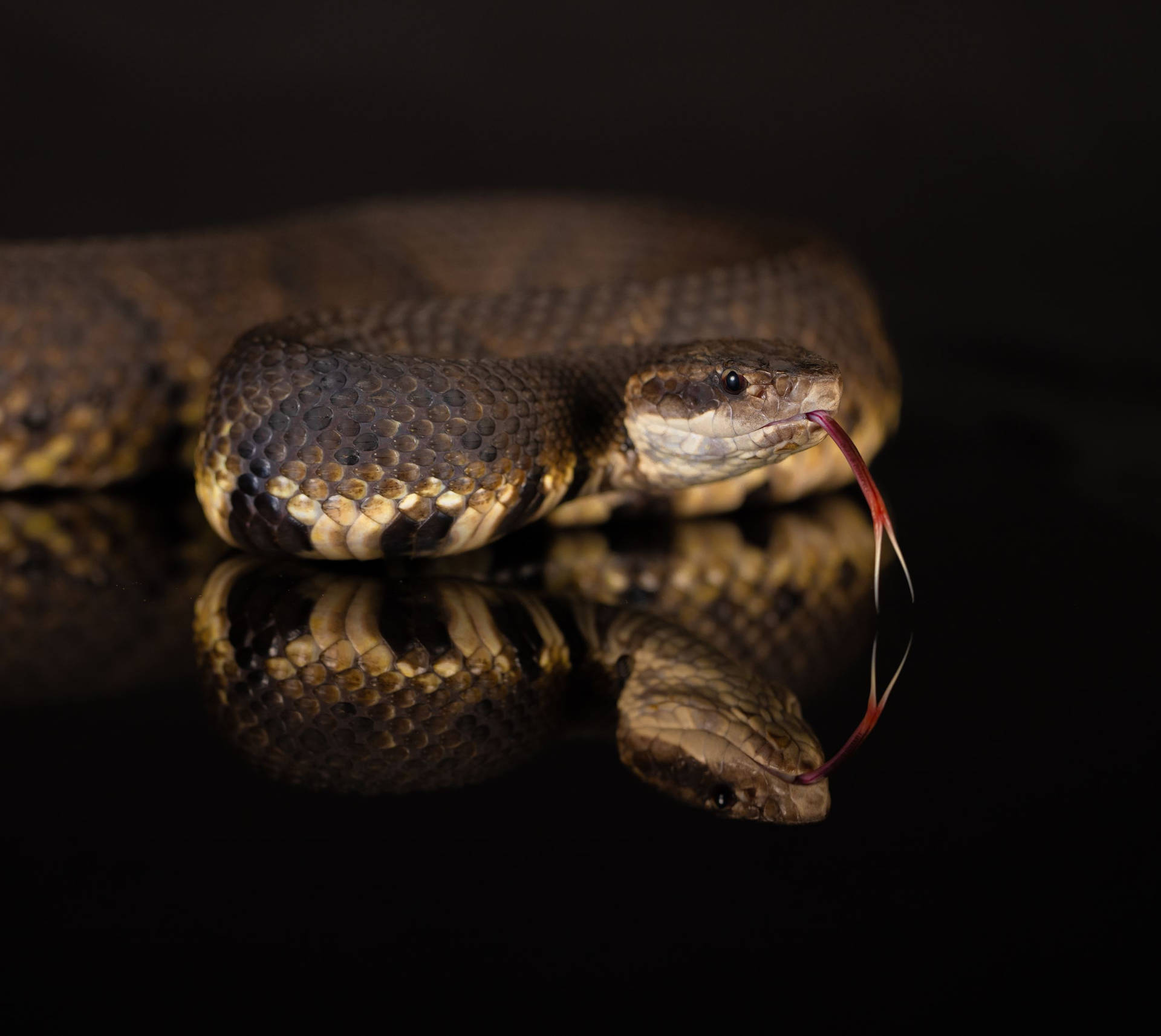 Elegant Looking Cottonmouth With Tongue Out Wallpaper