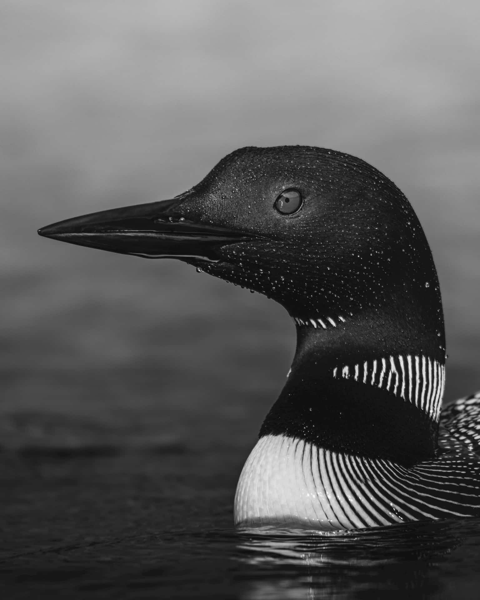 Download Elegant Loon Portrait Wallpaper | Wallpapers.com