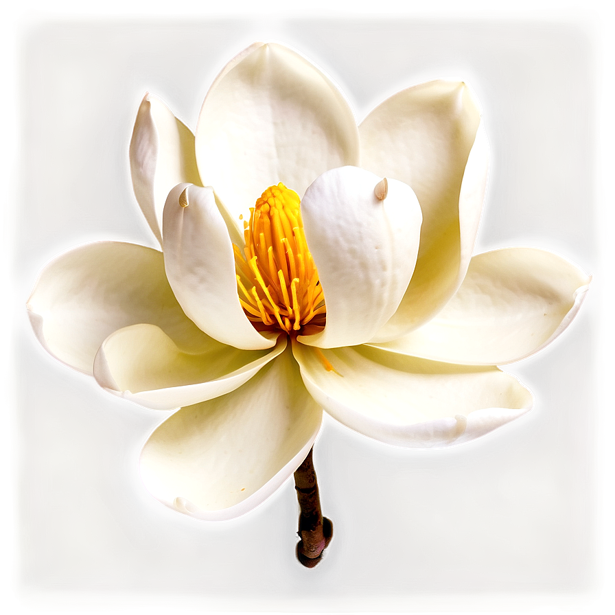 Elegant Magnolia Flower Png Adf21 PNG