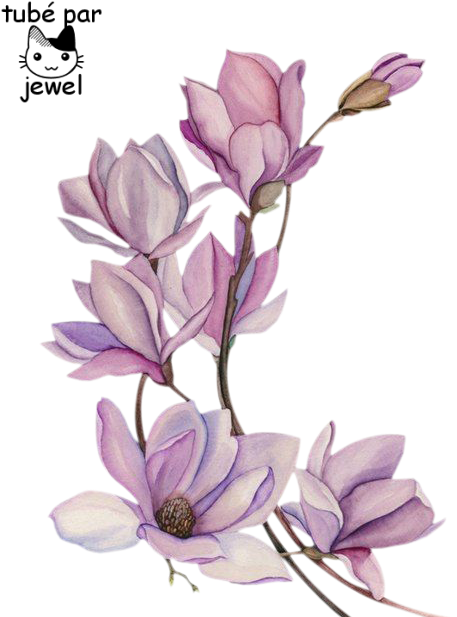 Elegant Magnolia Sketch PNG