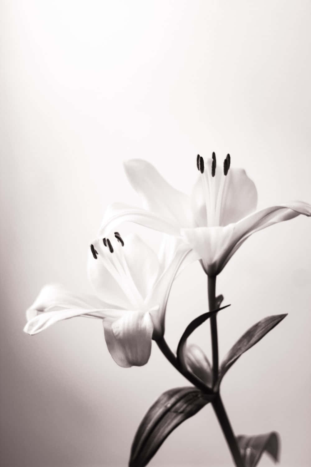 Elegant Monochrome Lily Wallpaper
