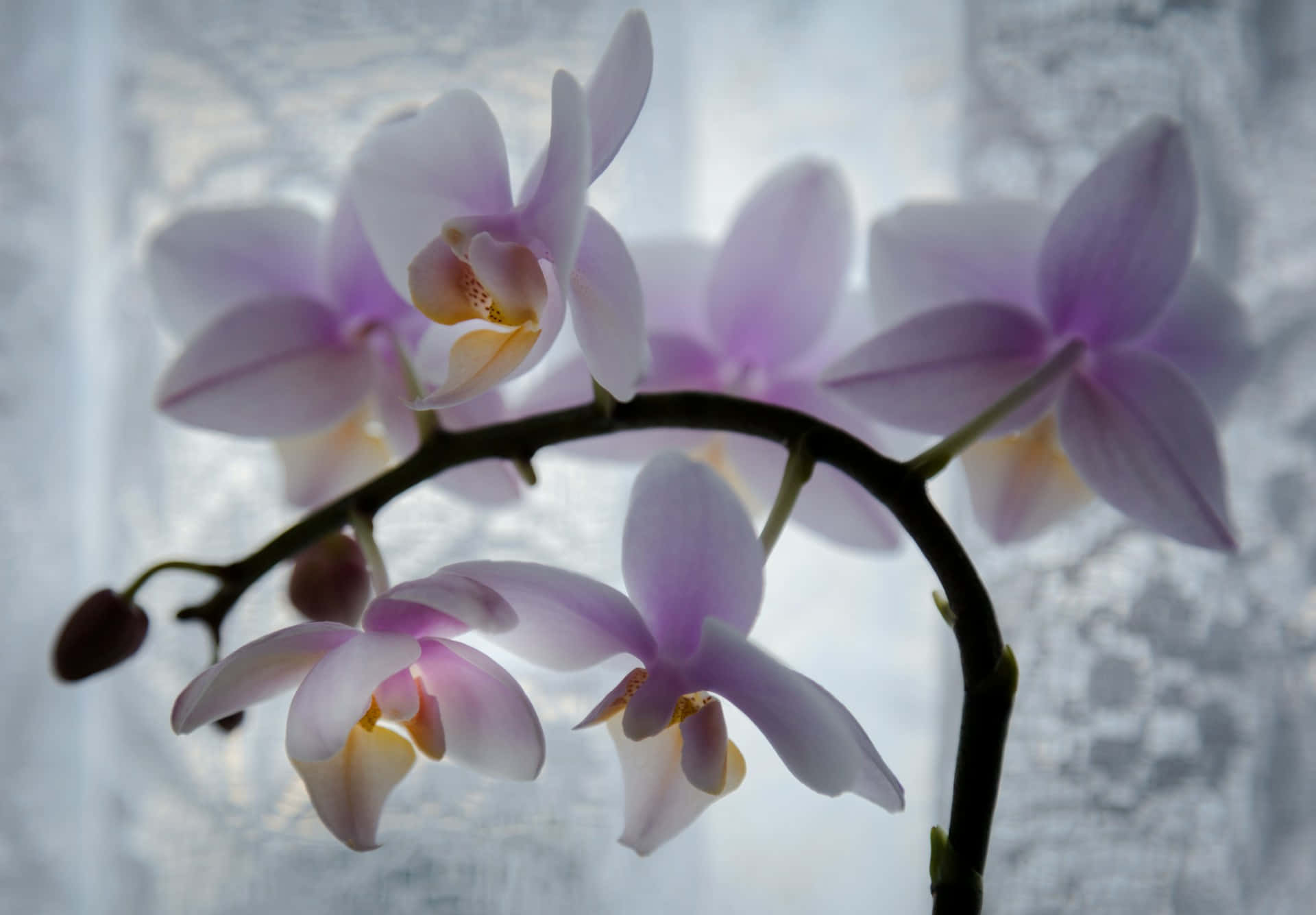 Elegant Orchid Against Frosted Glass Wallpaper