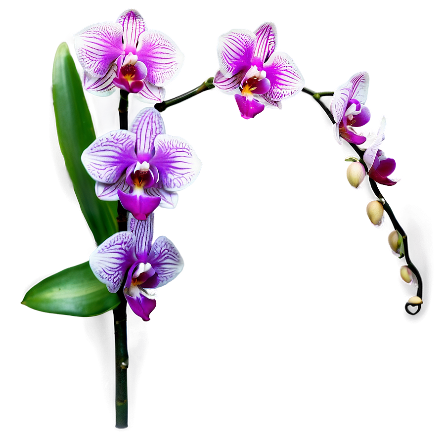 Elegant Orchid Png Ico50 PNG