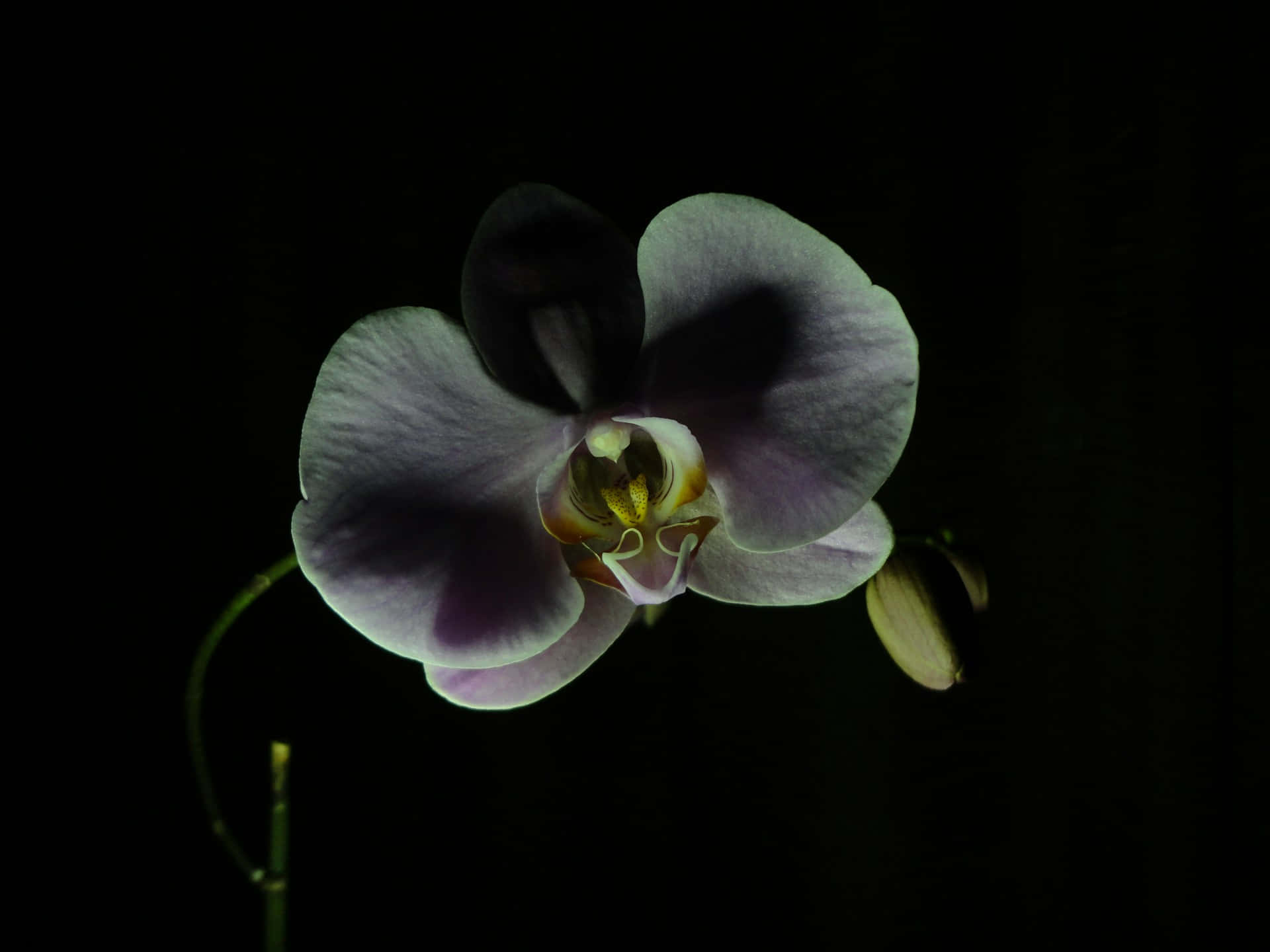 Elegant Orchidin Darkness Wallpaper