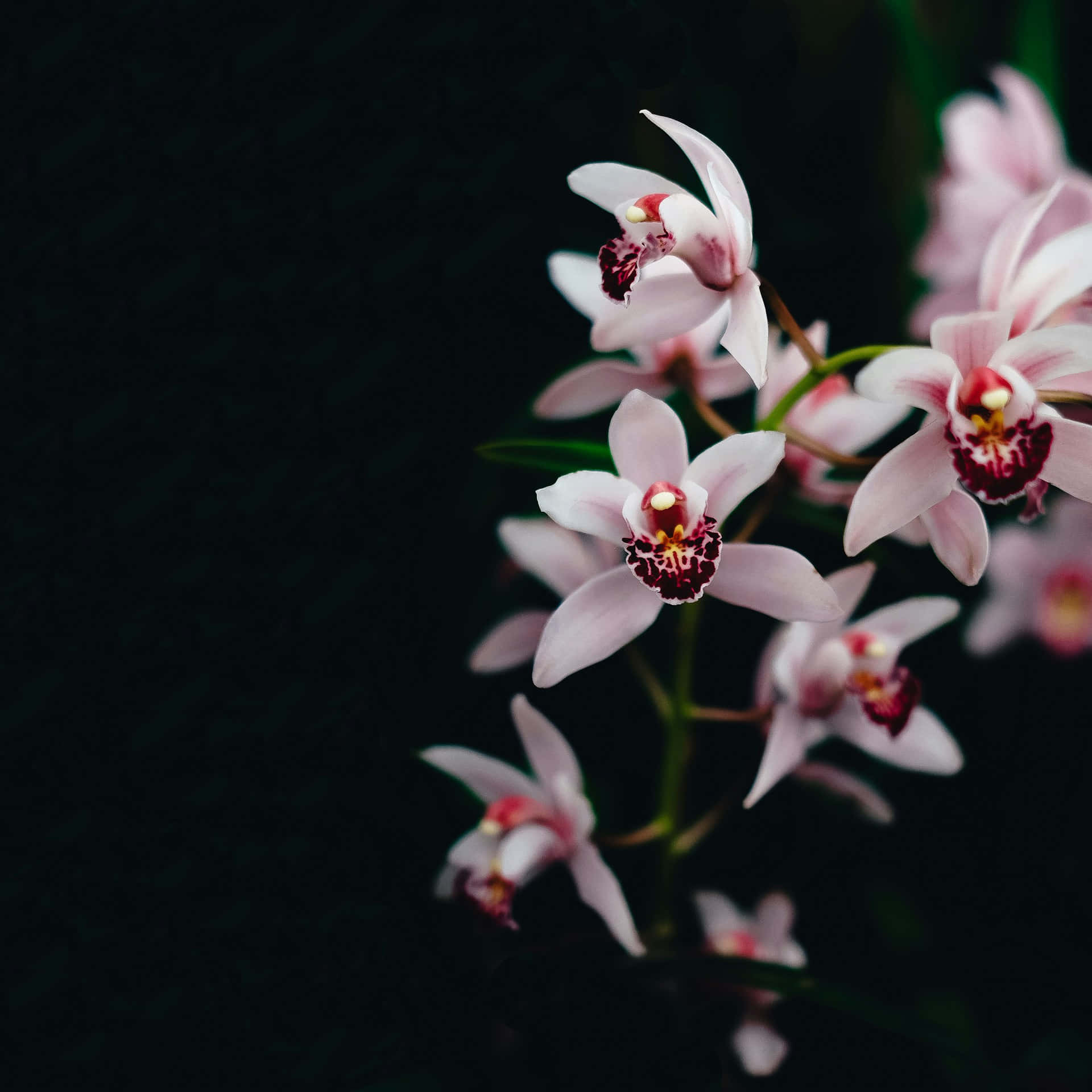 Elegant Orchids Dark Background Wallpaper