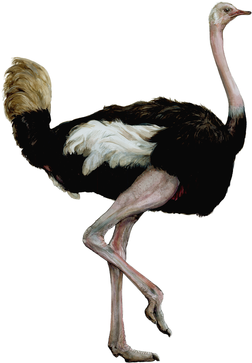 Elegant Ostrich Standing PNG