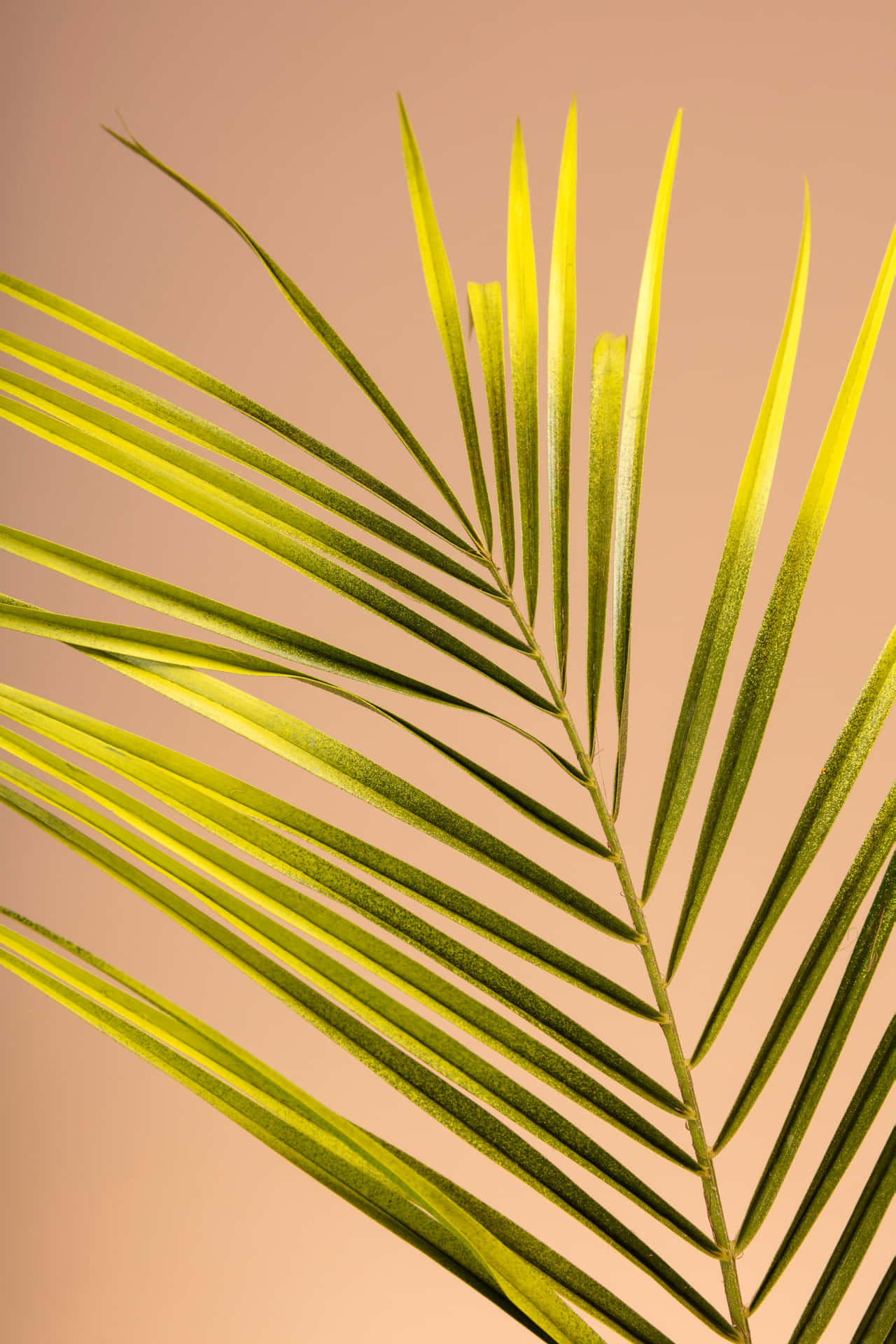Elegant Palm Frond Backdrop Wallpaper