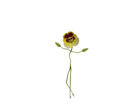 Elegant Pansy Black Background PNG