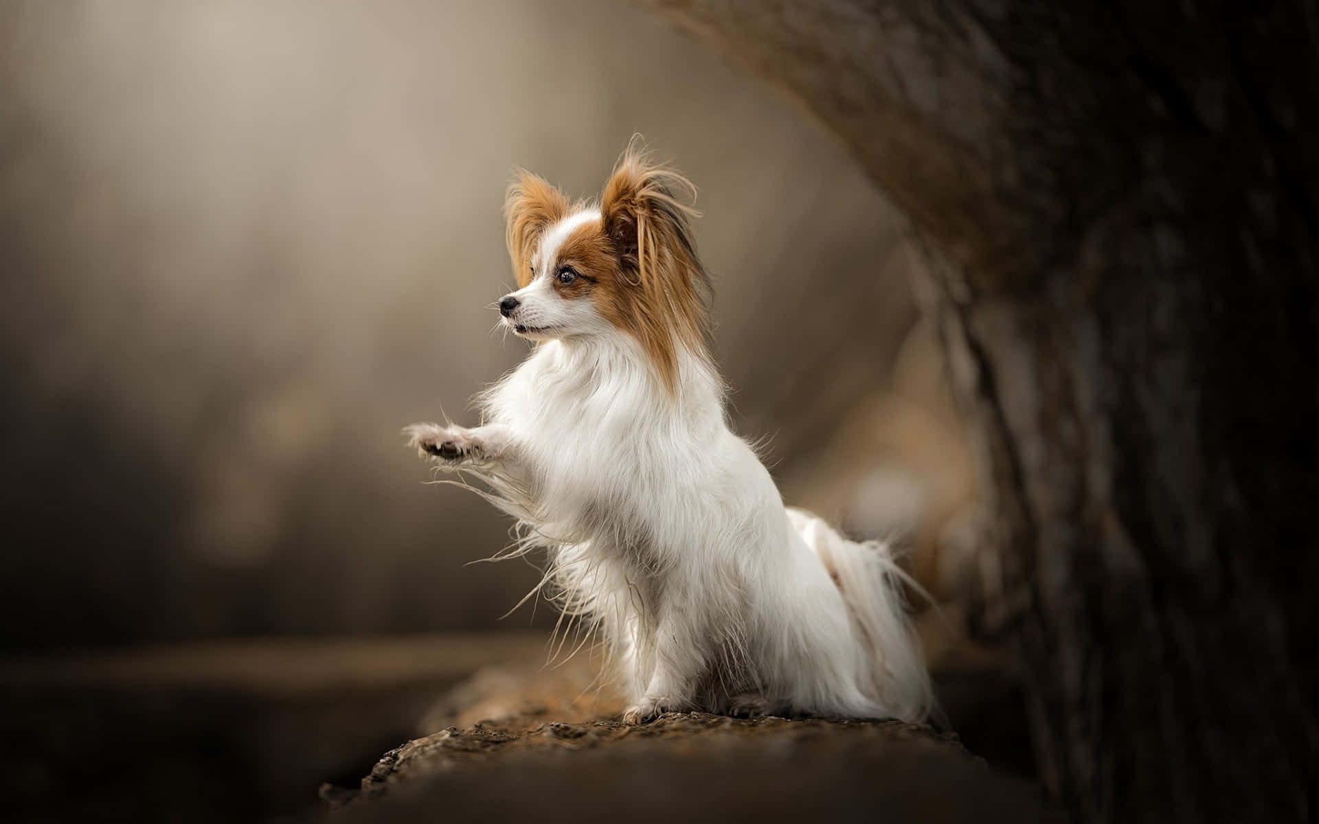 Elegante Papillon Hond Portret Achtergrond