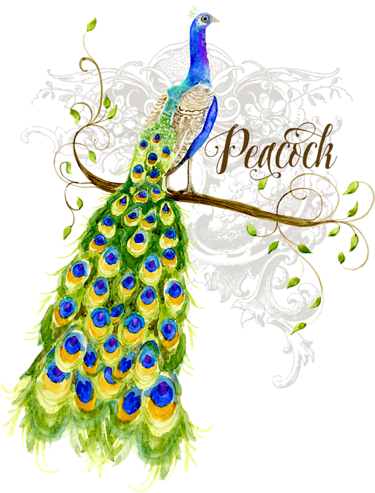 Elegant Peacock Artwork PNG