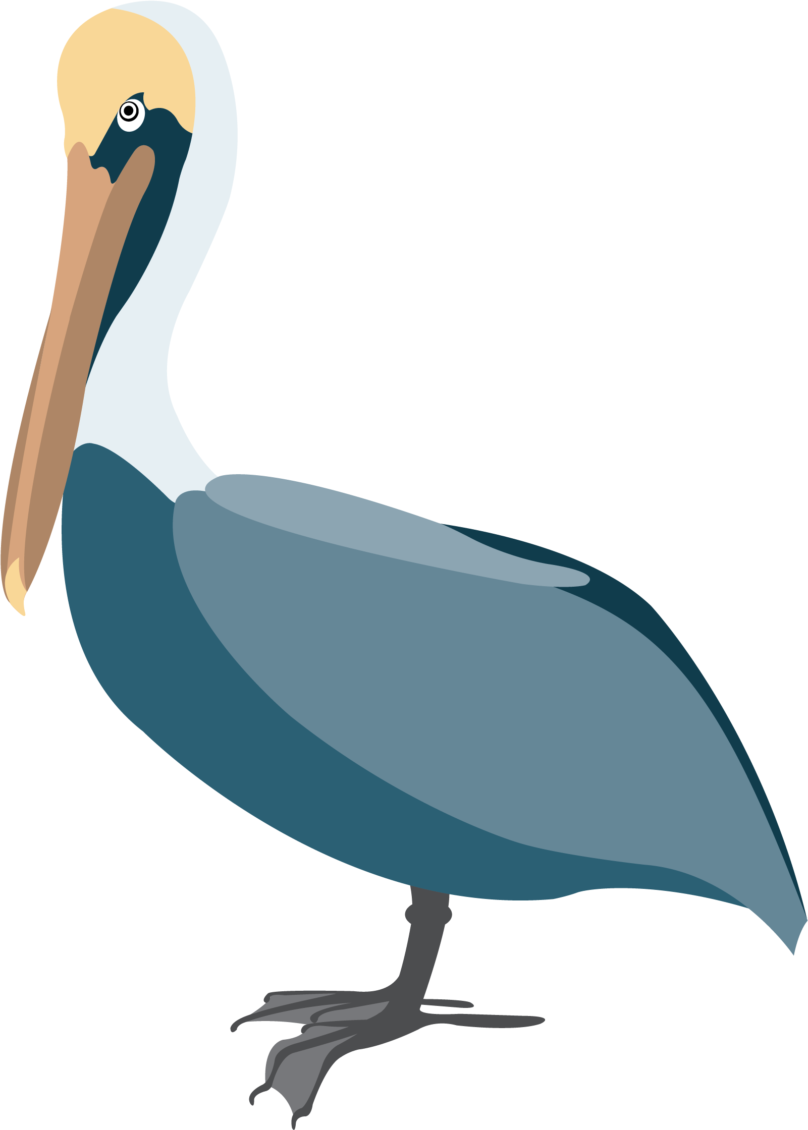 Elegant Pelican Vector Illustration PNG