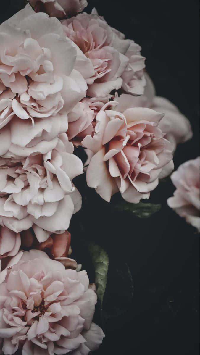 Elegant Peony Blooms Dark Backdrop.jpg Wallpaper
