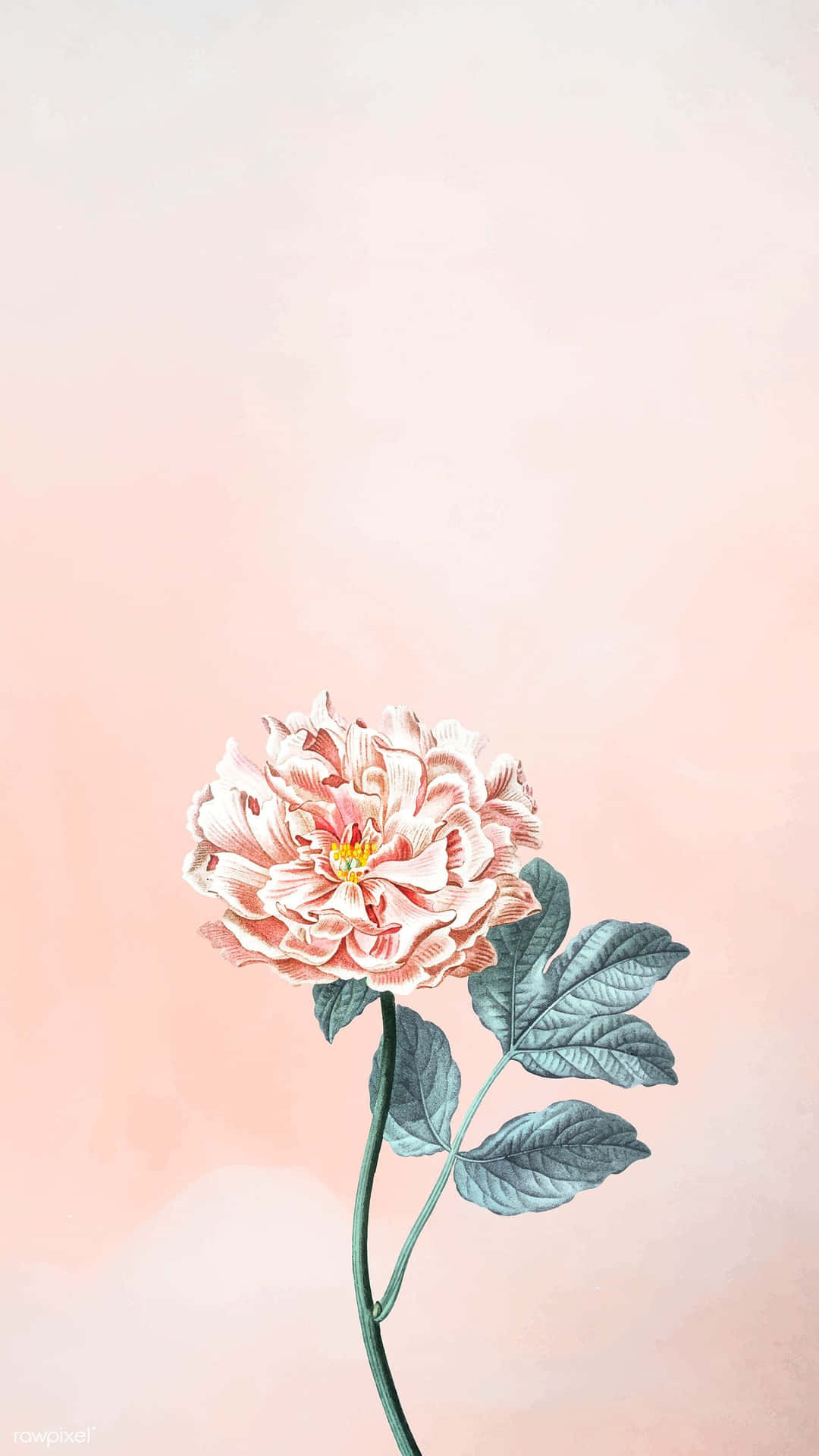 Elegant Peony Illustration Pink Backdrop Wallpaper