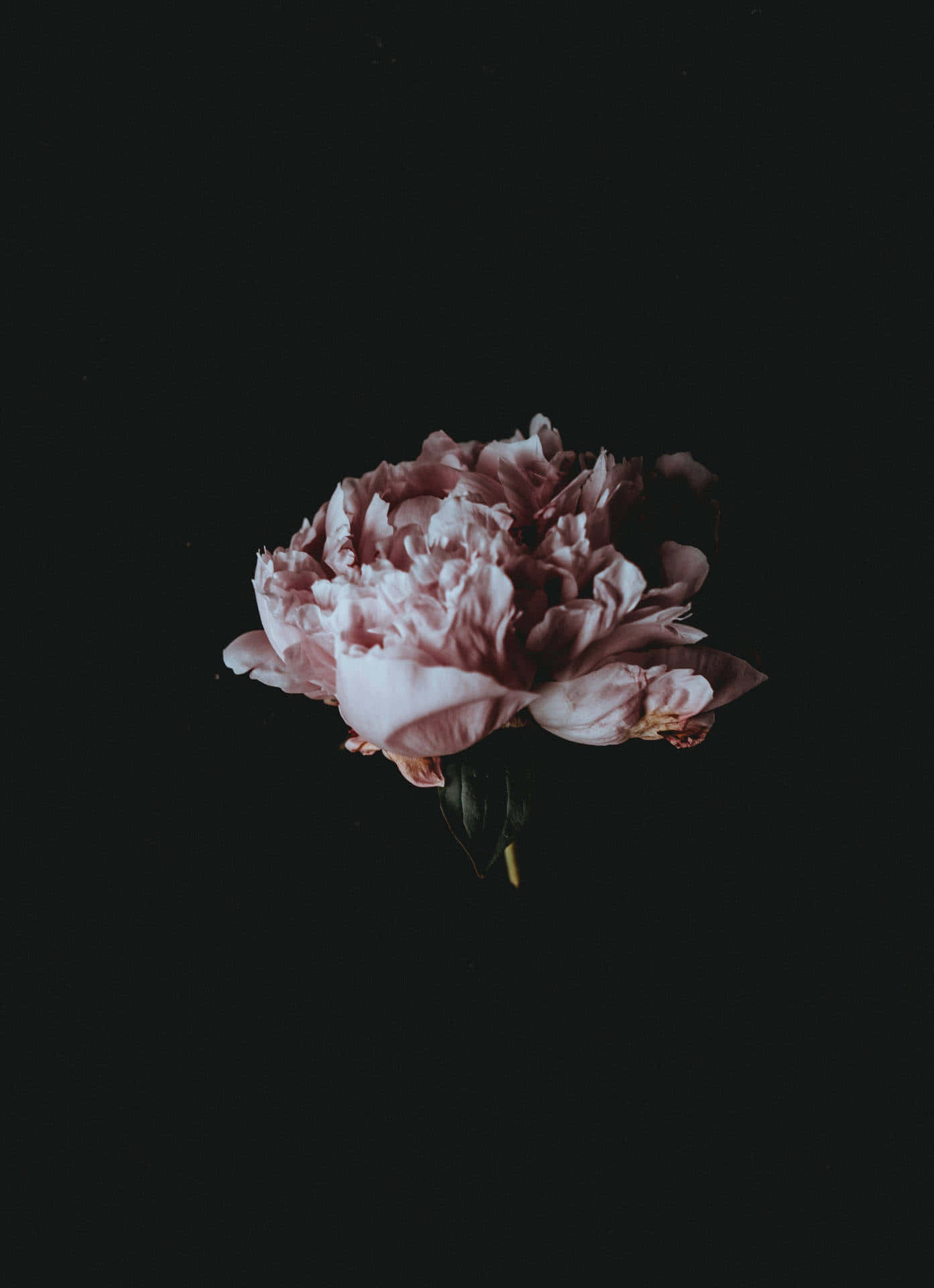 Elegant Peonyin Darkness.jpg Wallpaper