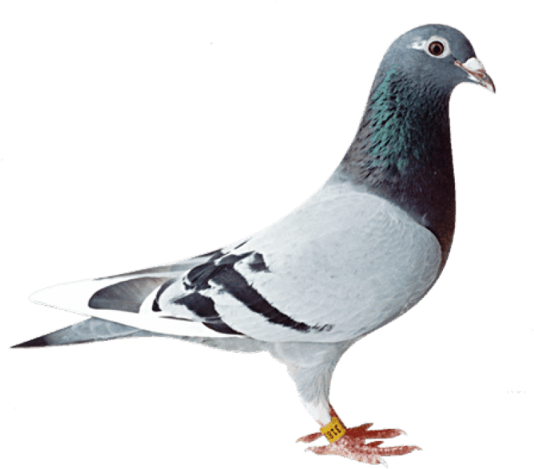 Elegant Pigeon Profile PNG
