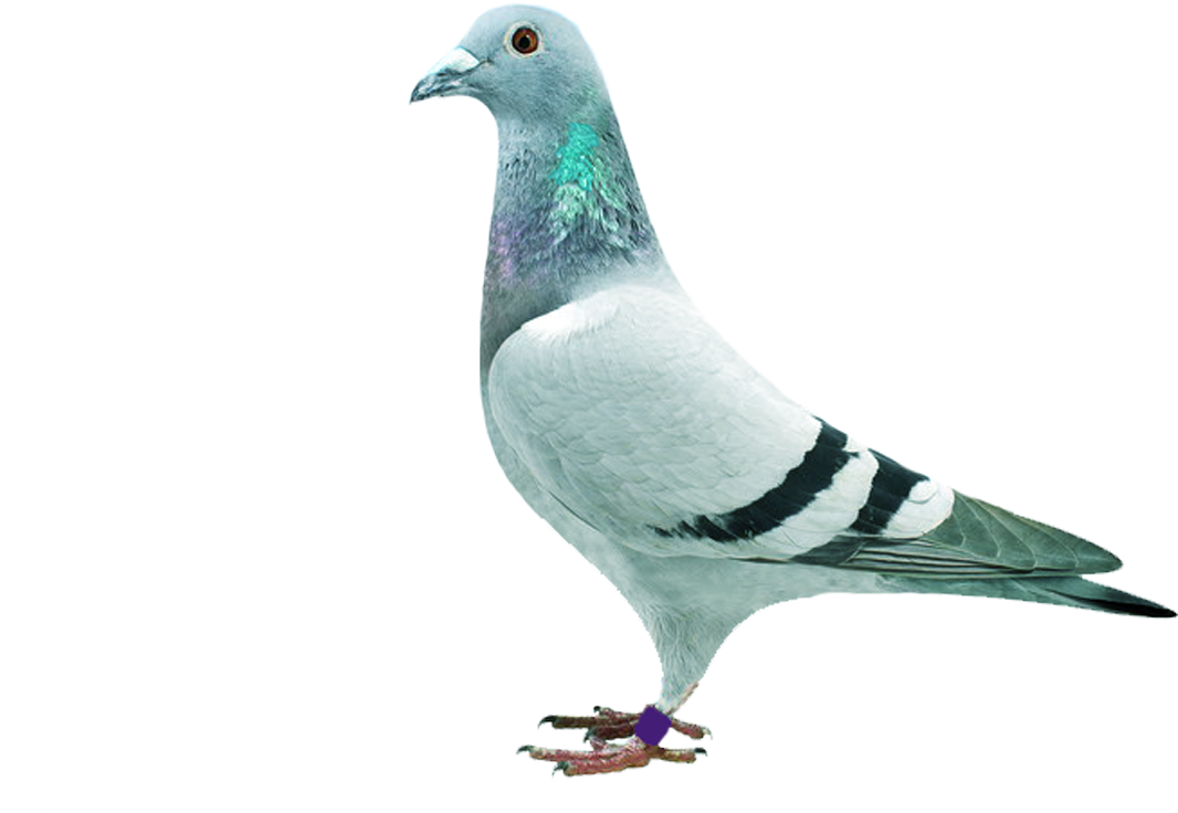 Elegant Pigeon Standing PNG