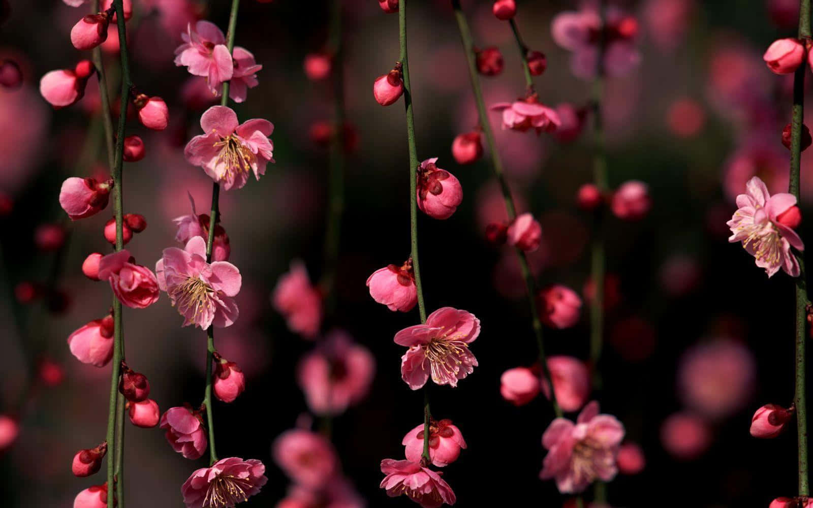 Elegant_ Pink_ Cherry_ Blossoms_ Closeup.jpg Wallpaper
