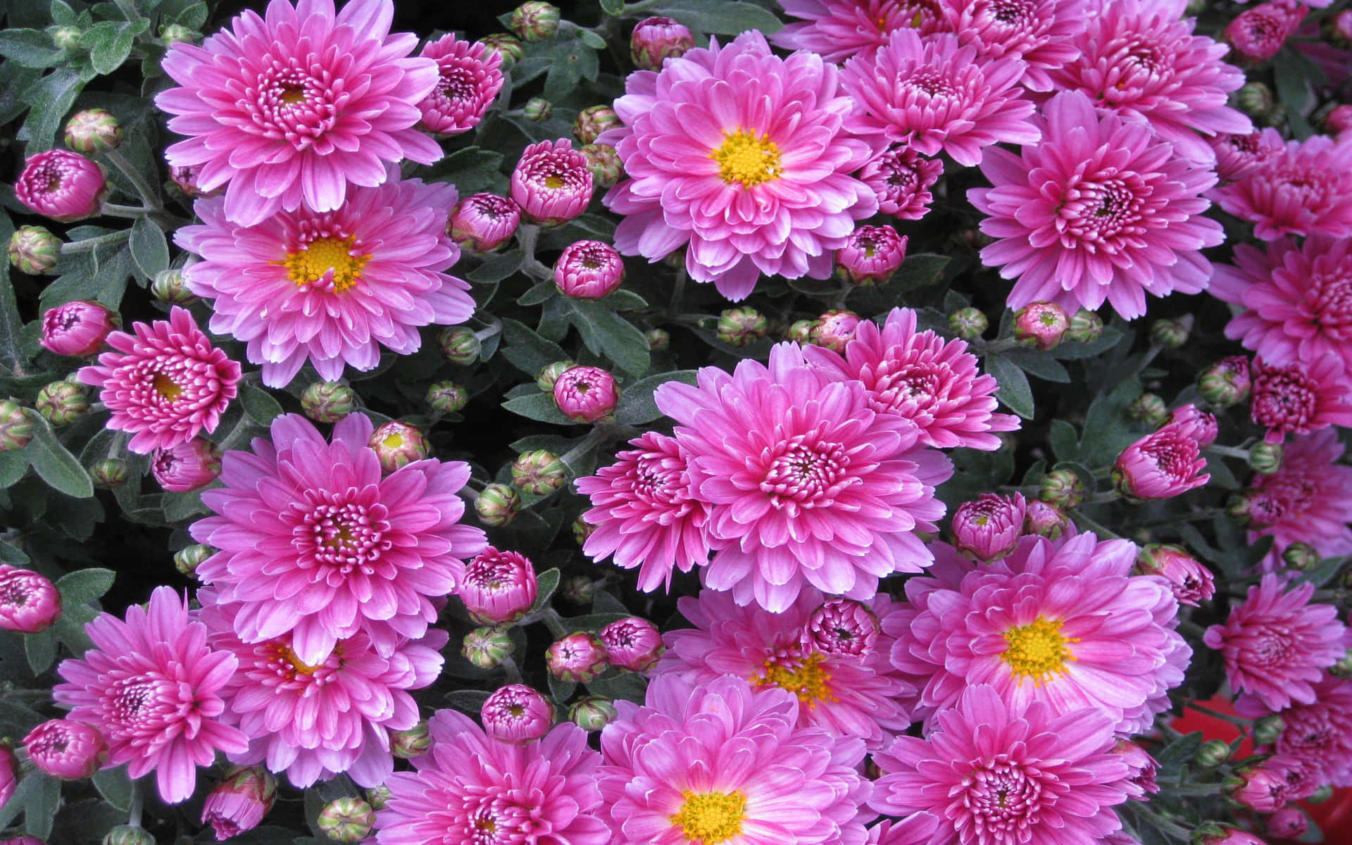 Elegant Pink Chrysanthemums Blooming Wallpaper