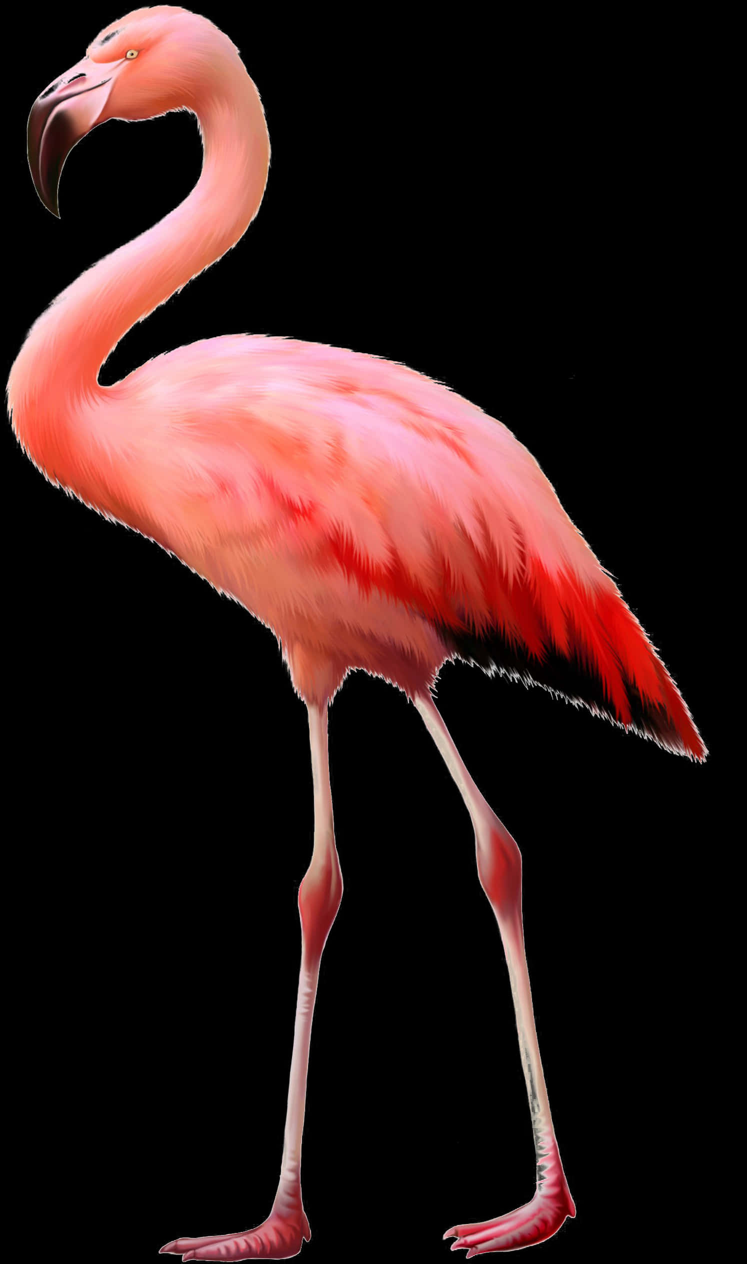 Elegant Pink Flamingo Standing PNG