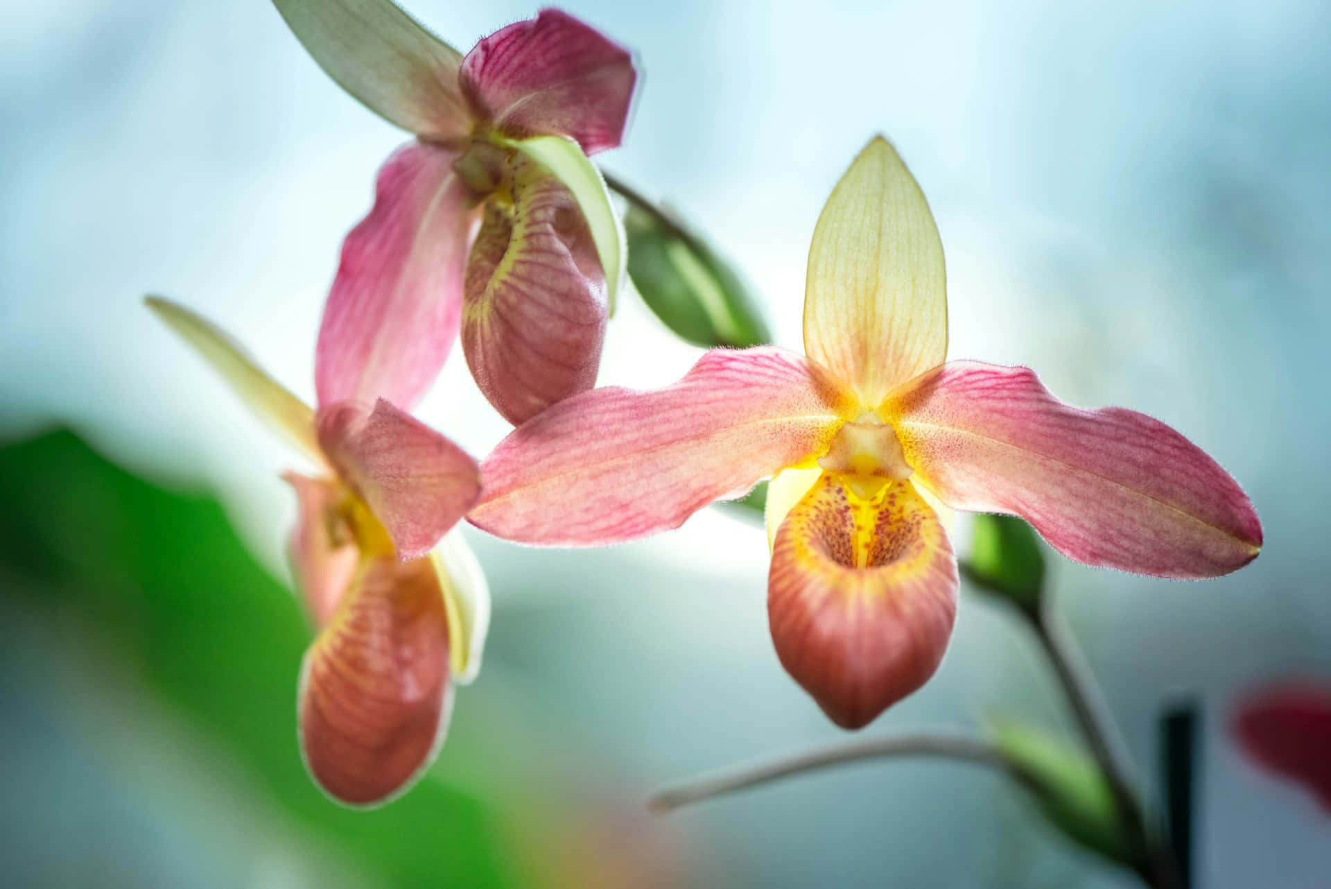 Elegant Pink Orchid Blossoms Wallpaper