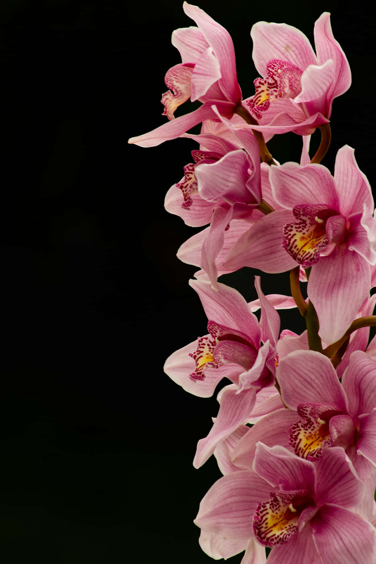 Elegant Pink Orchids Dark Background Wallpaper