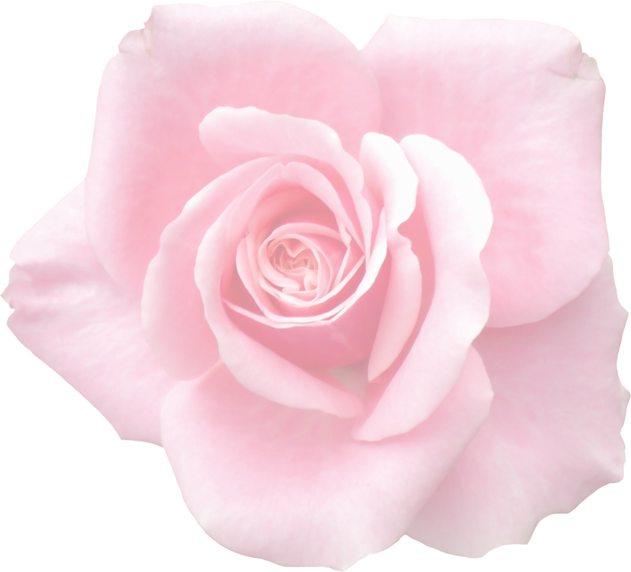 Download Elegant Pink Rose Black Background | Wallpapers.com