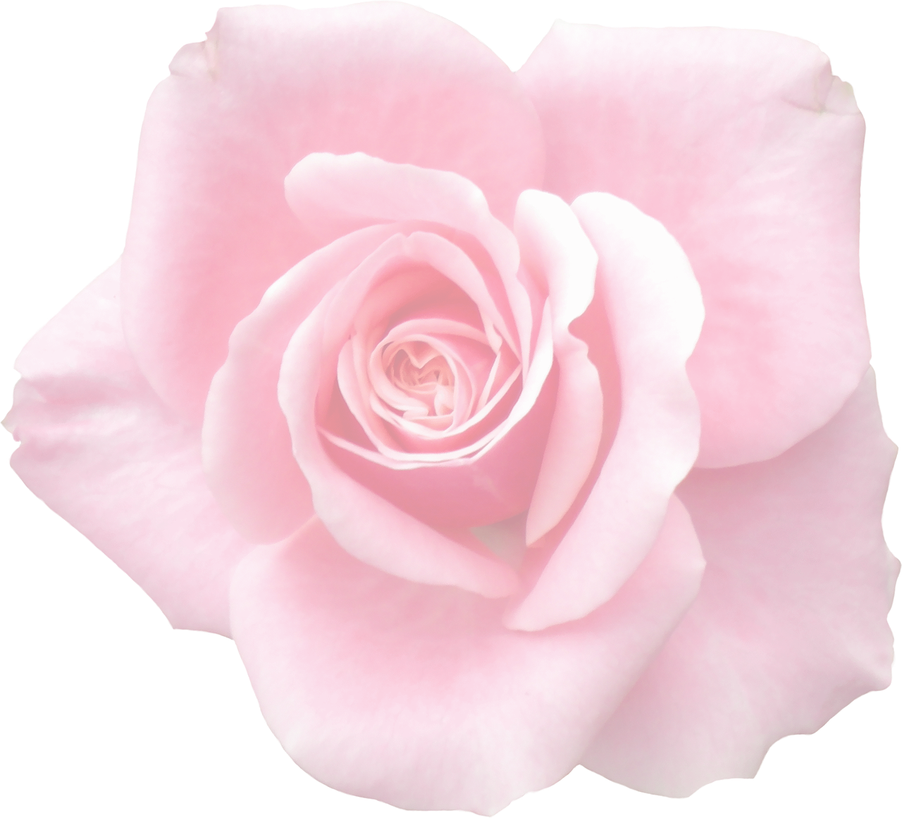 Elegant Pink Rose Black Background PNG