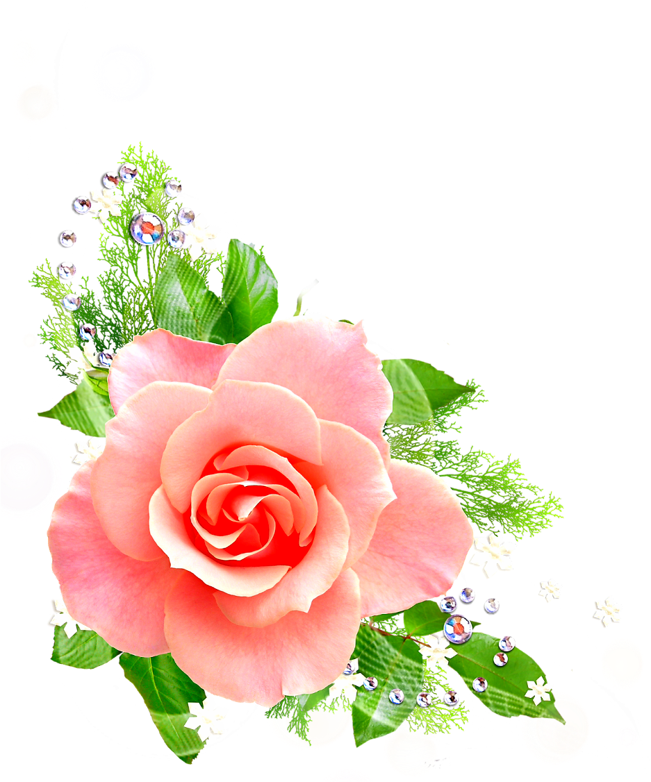 Elegant Pink Rose Floral Design.png PNG