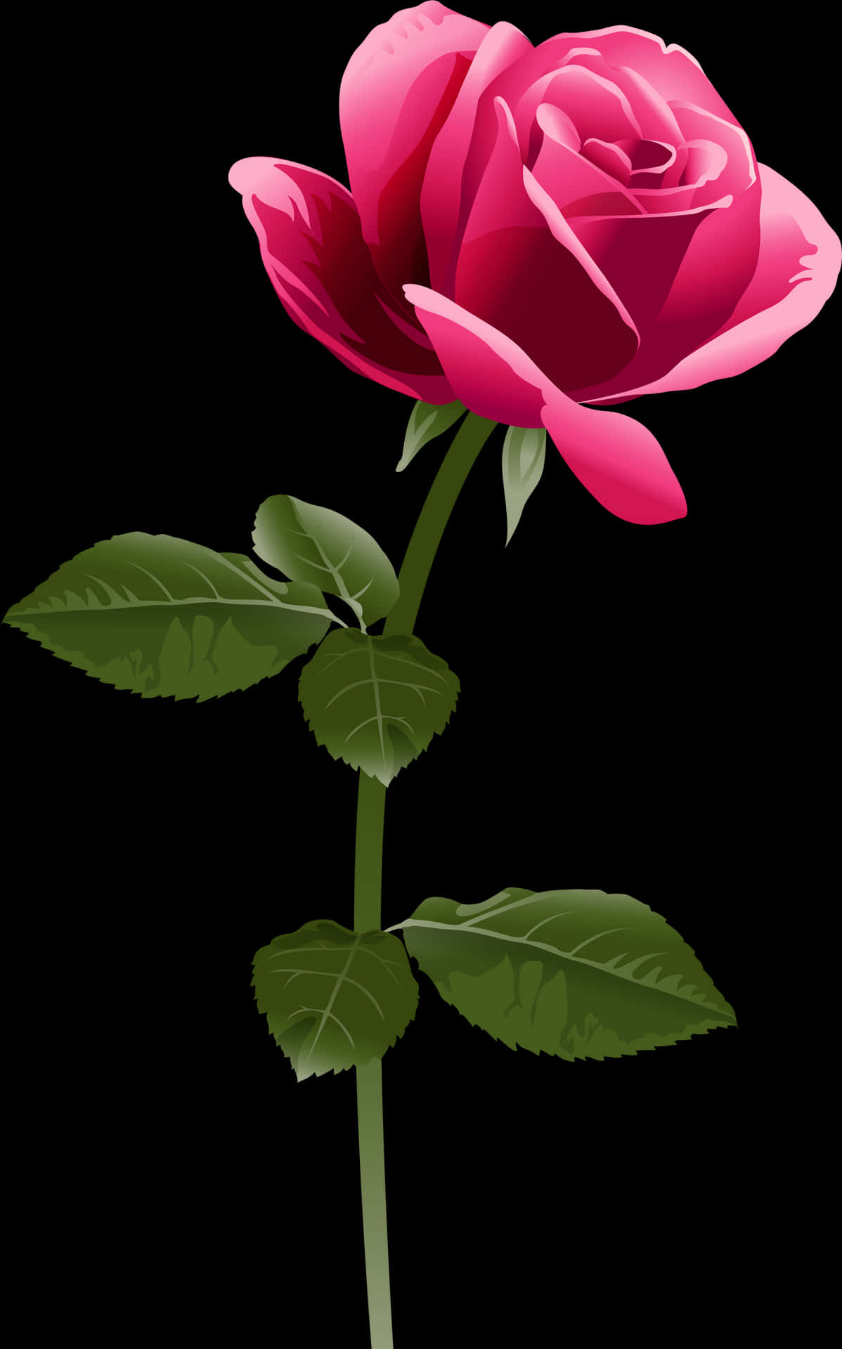 Elegant Pink Rose Vector PNG
