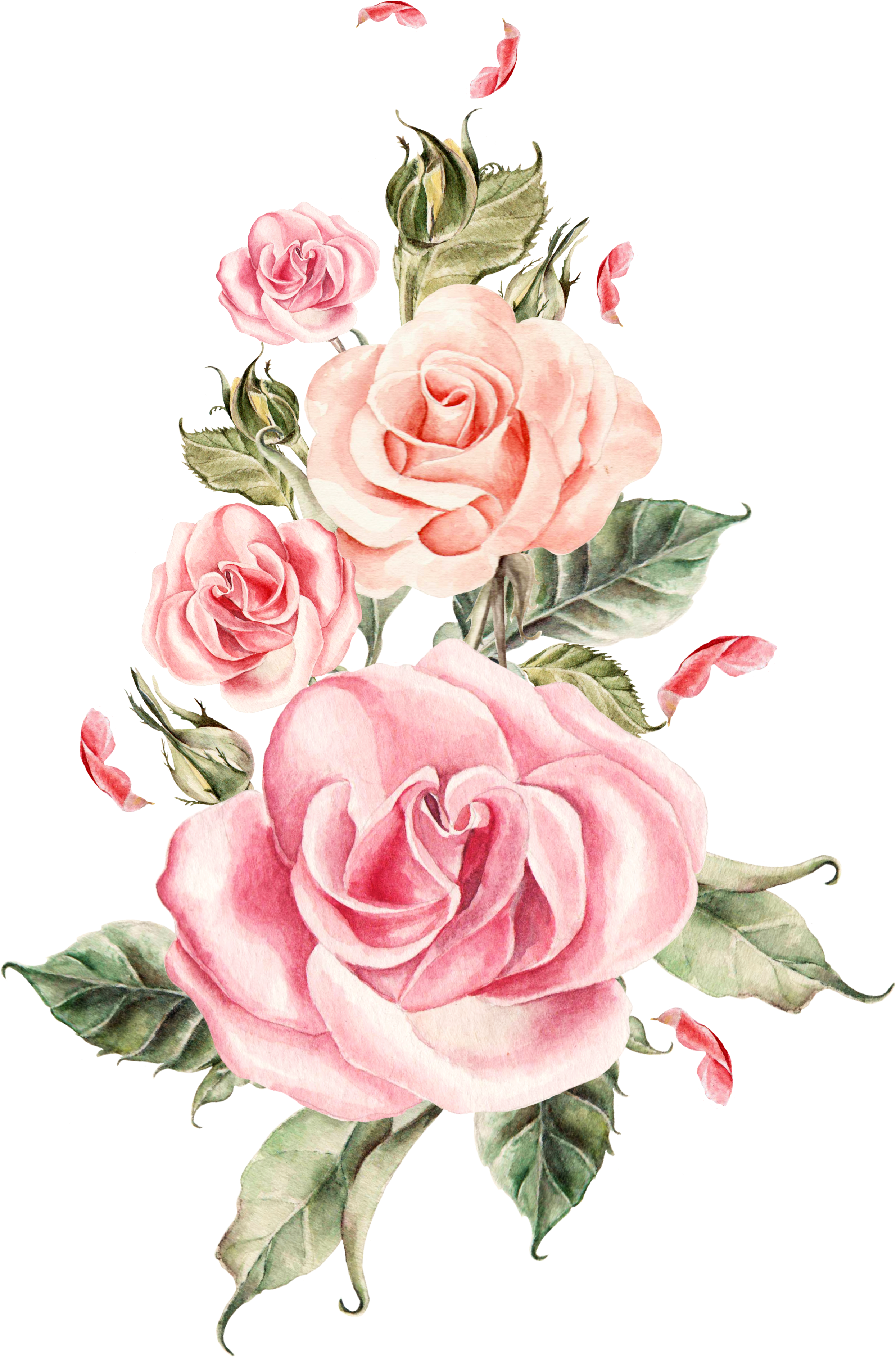 Elegant_ Pink_ Roses_ Artwork PNG