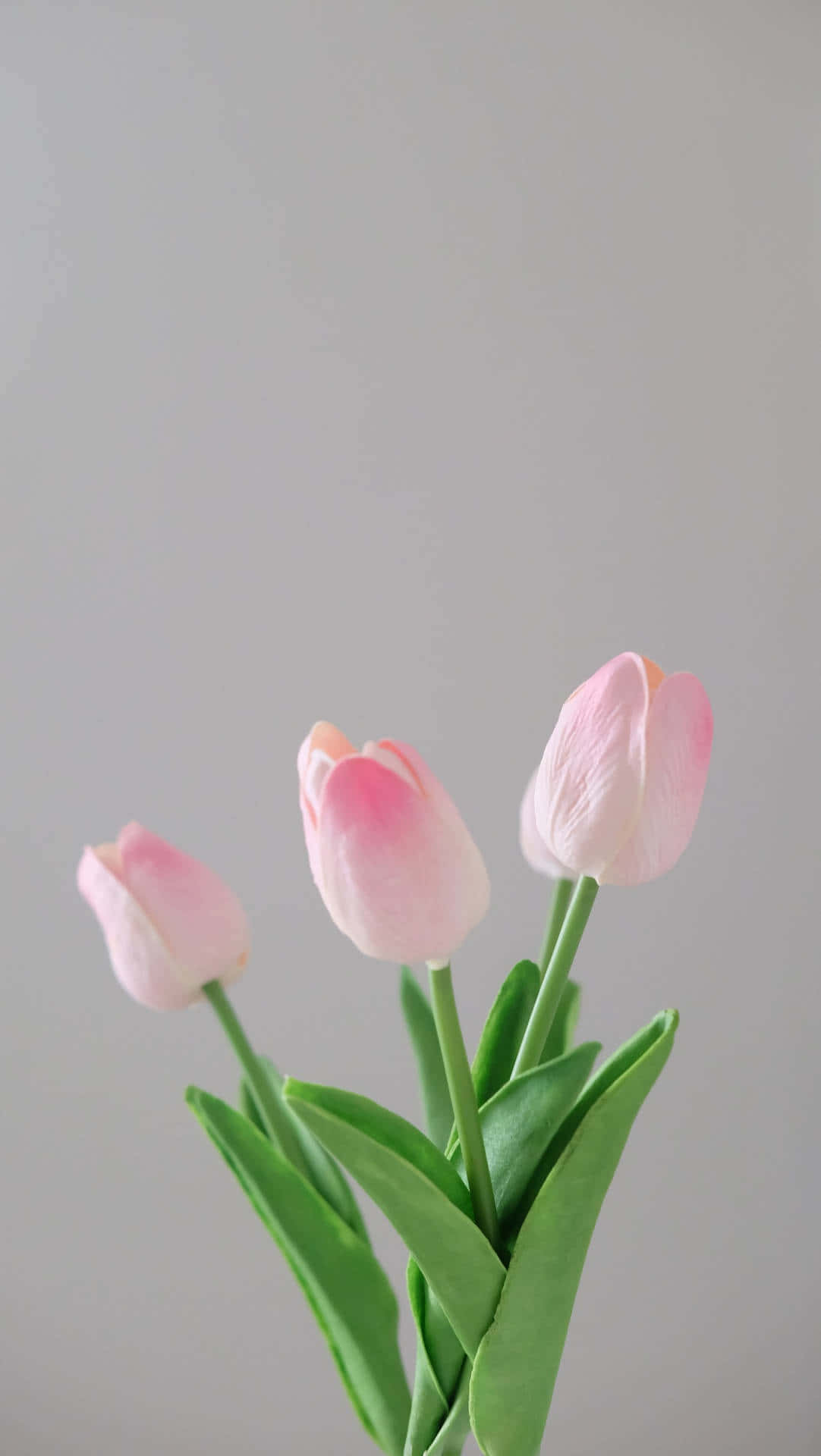 Elegant Pink Tulips Aesthetic Wallpaper