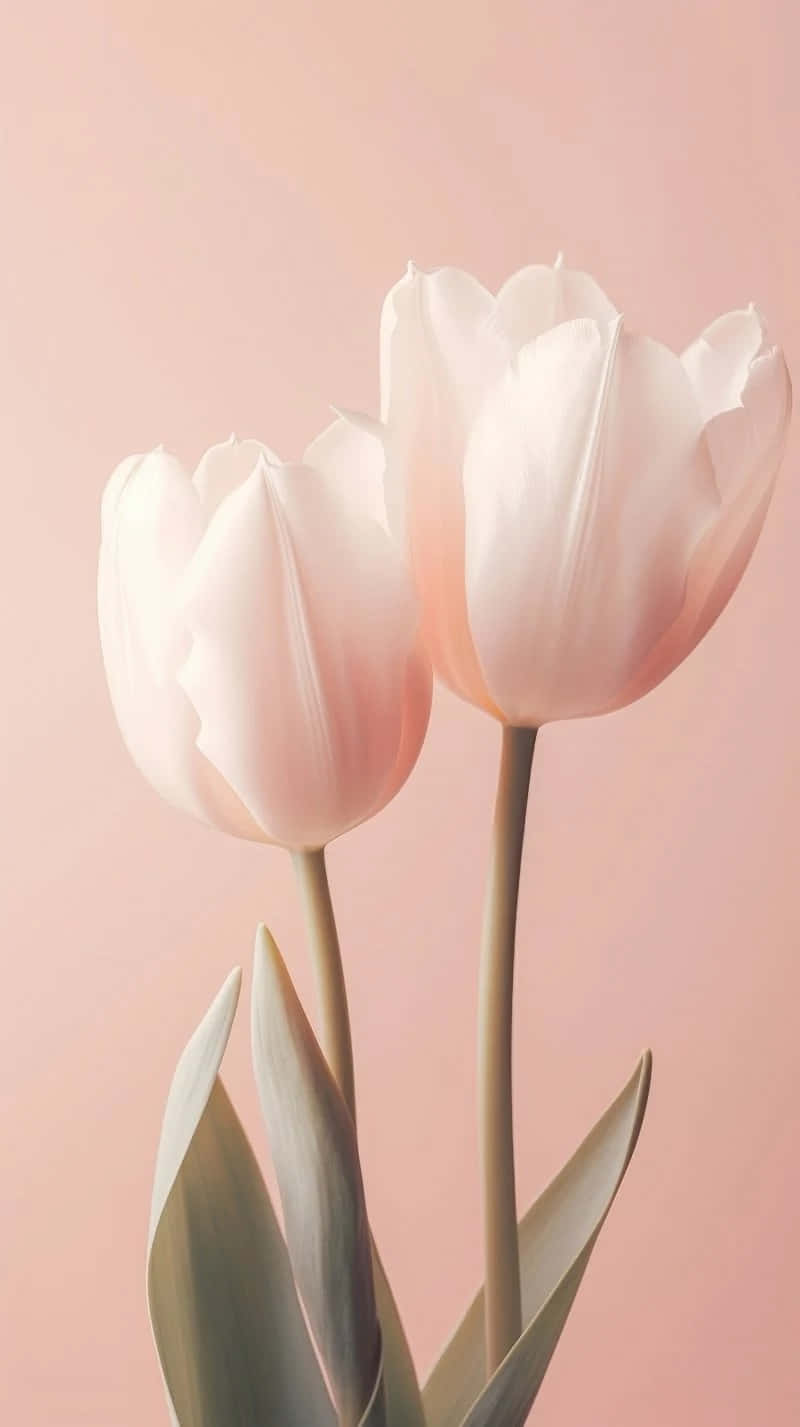Elegant_ Pink_ Tulips_ Aesthetic.jpg Wallpaper