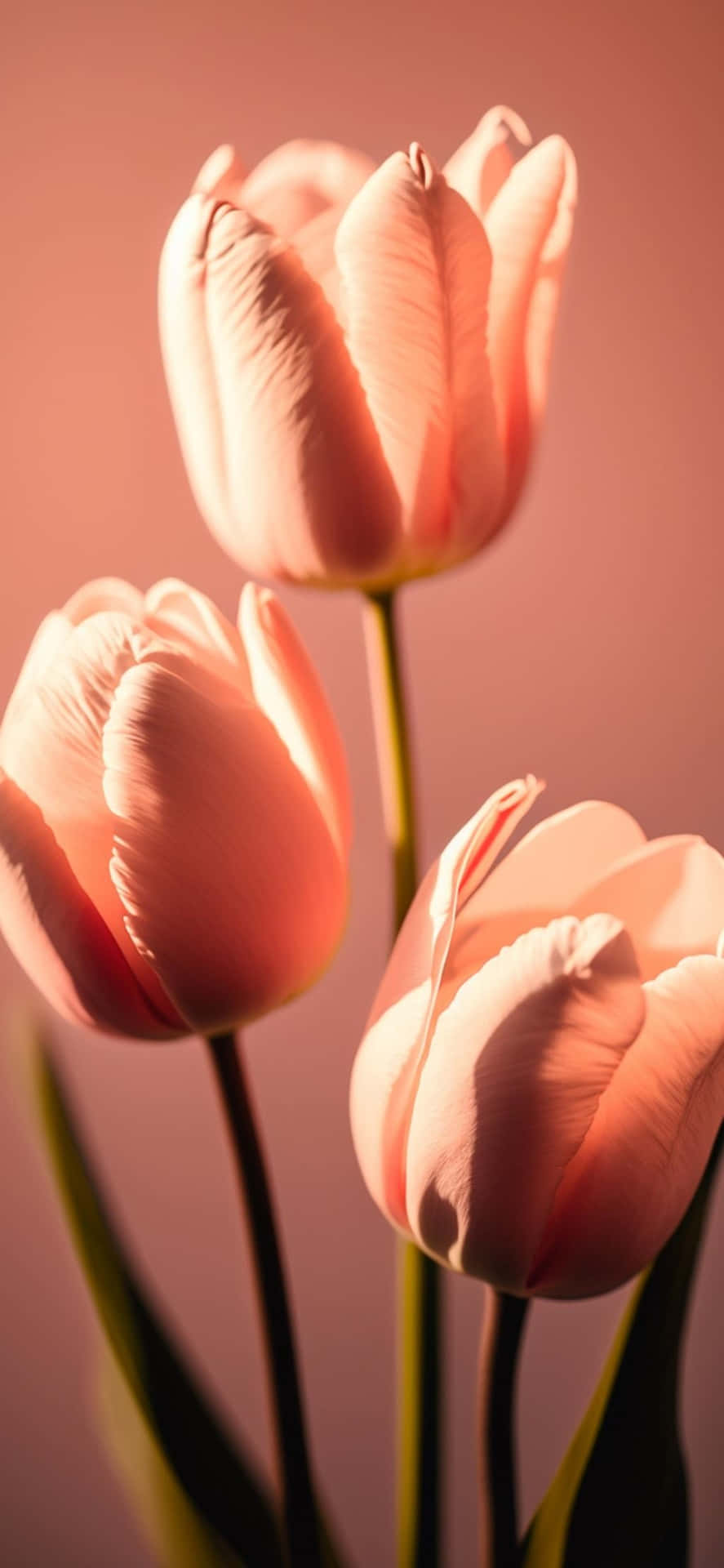 Elegant_ Pink_ Tulips_ Backlit Wallpaper