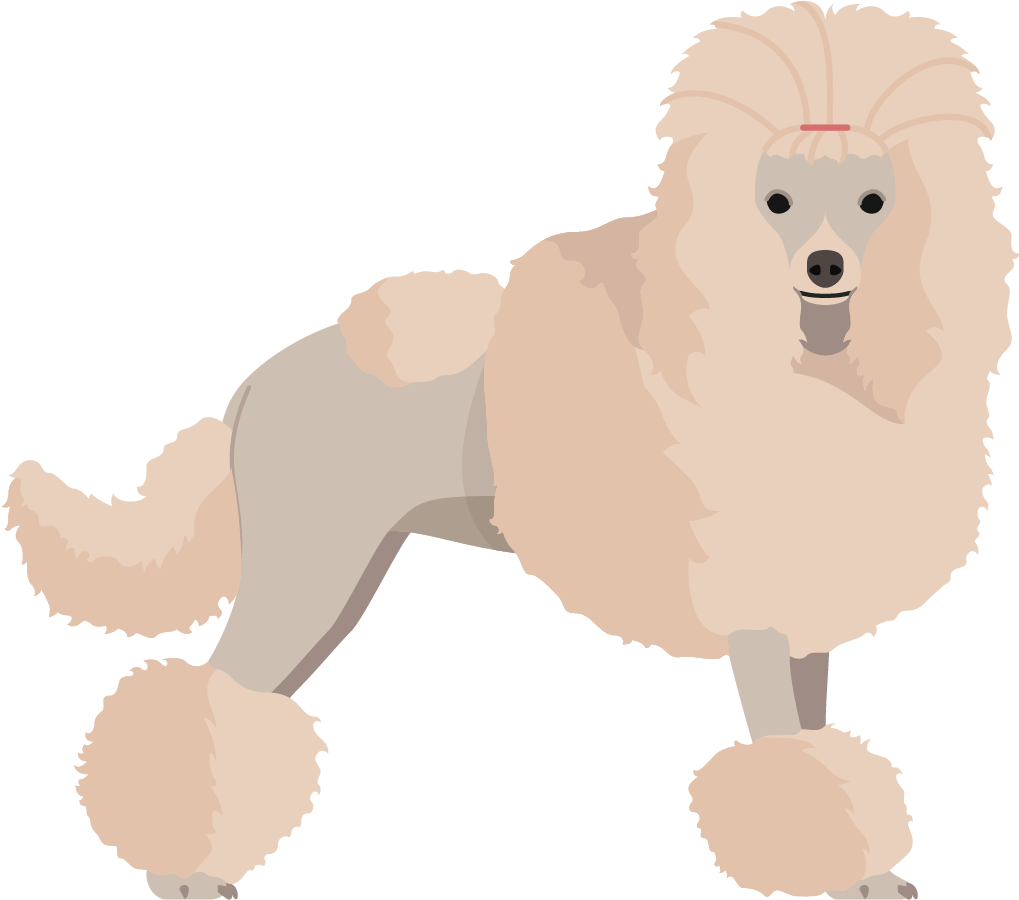 Elegant Poodle Illustration SVG
