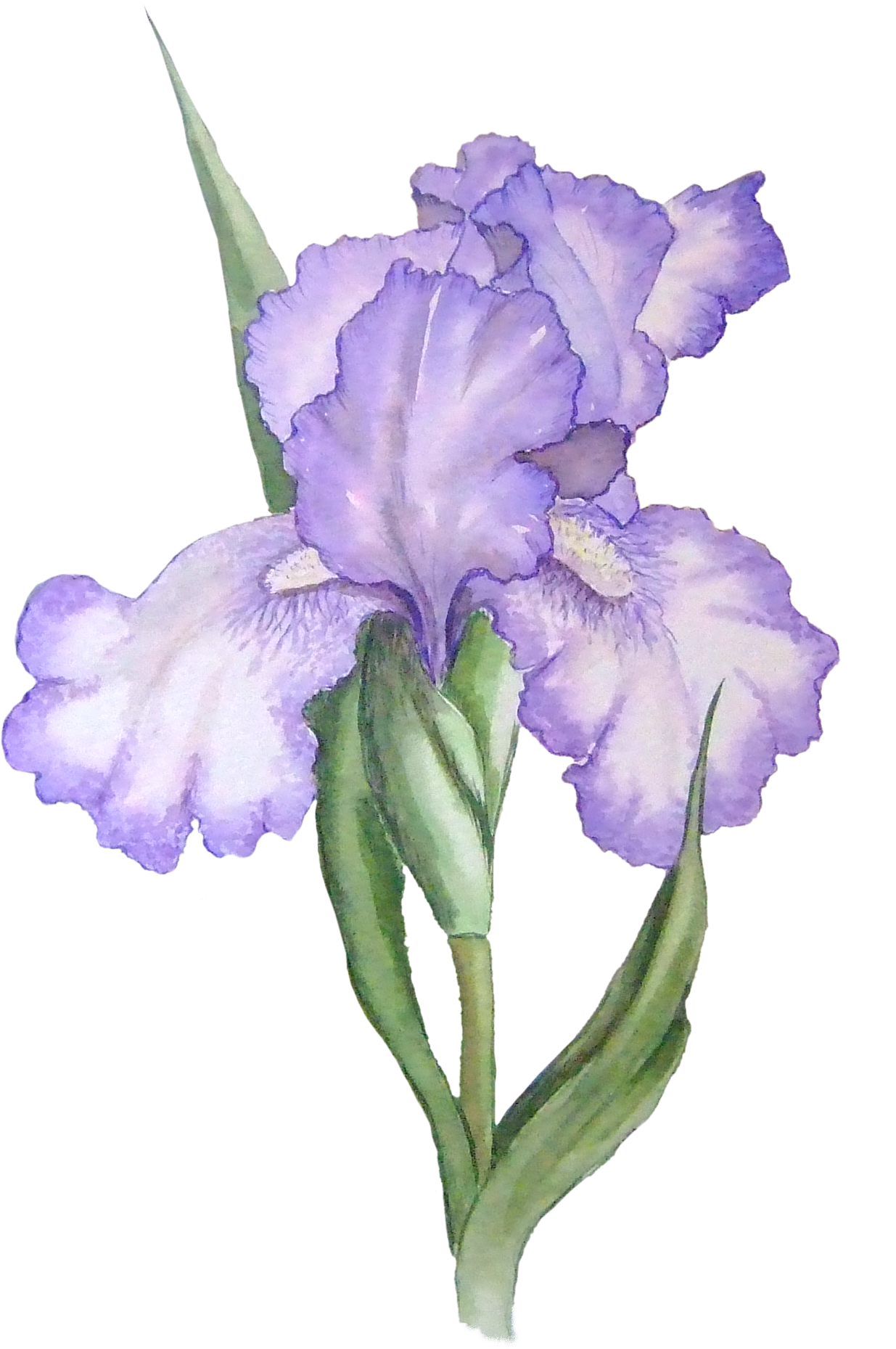 Elegant Purple Iris Watercolor PNG