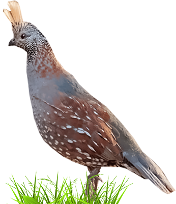 Elegant Quail Profile PNG