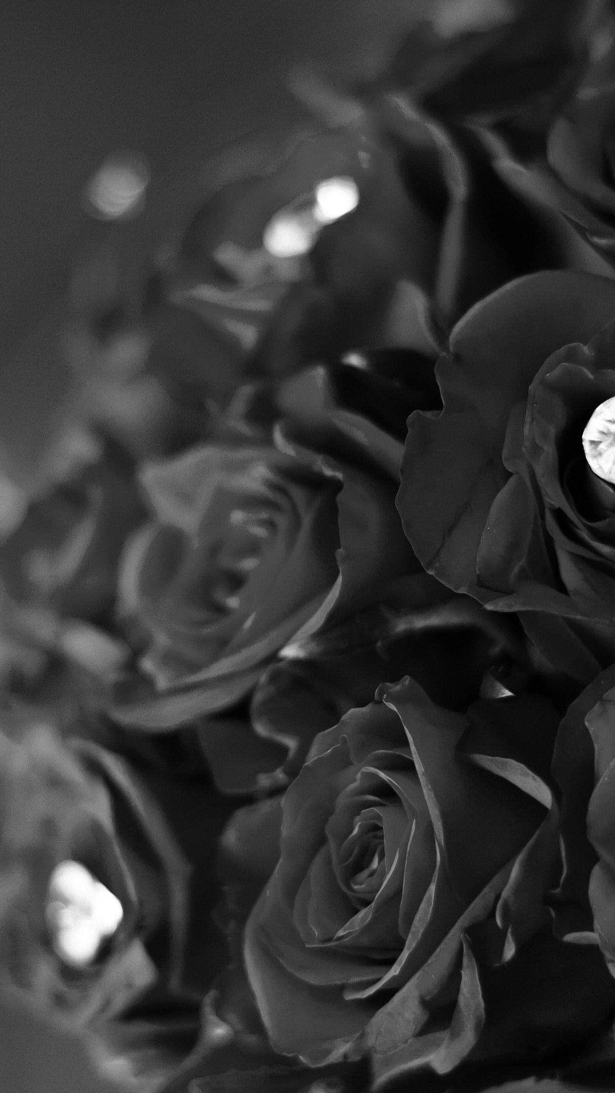 Elegant Rare Black Rose Iphone Wallpaper