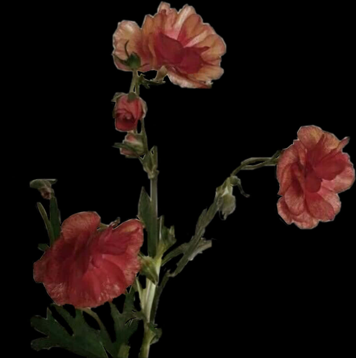 Elegant Red Carnation Flowers Dark Background PNG