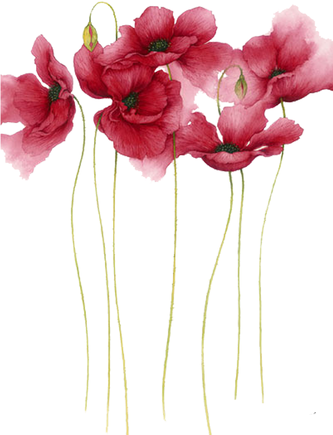 Elegant Red Poppies Artwork PNG