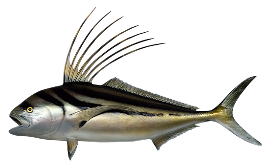 Elegant Roosterfish Swimming PNG
