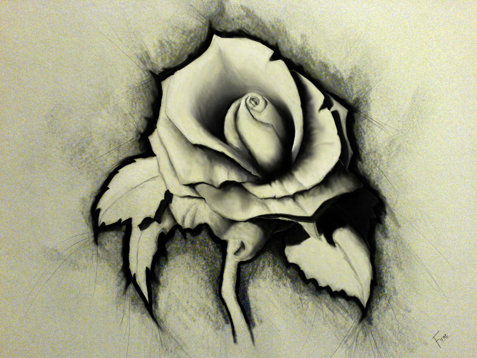 Elegant Rose Sketch Artwork Wallpaper