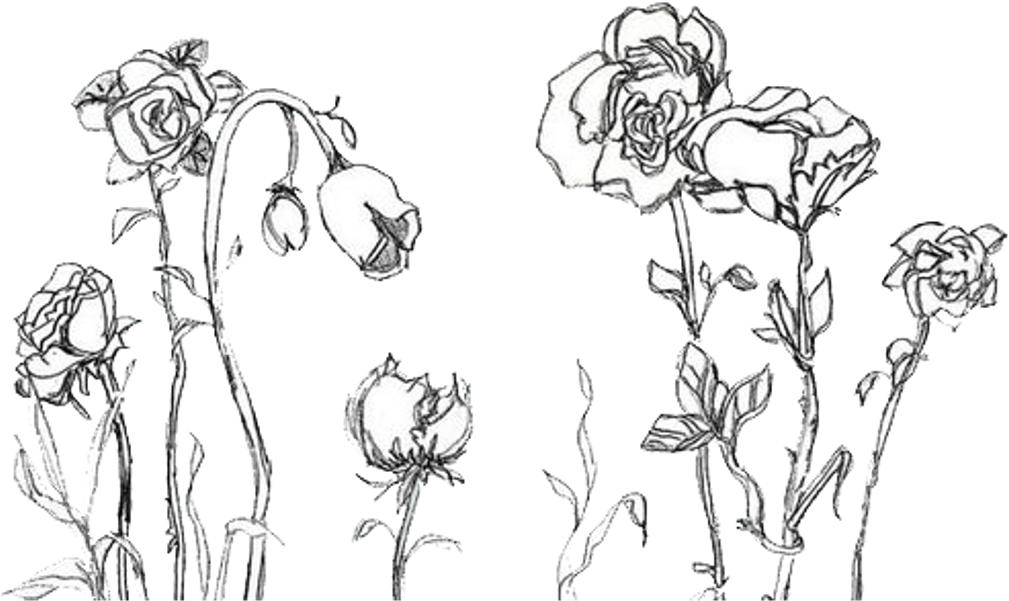 Elegant Rose Sketches PNG
