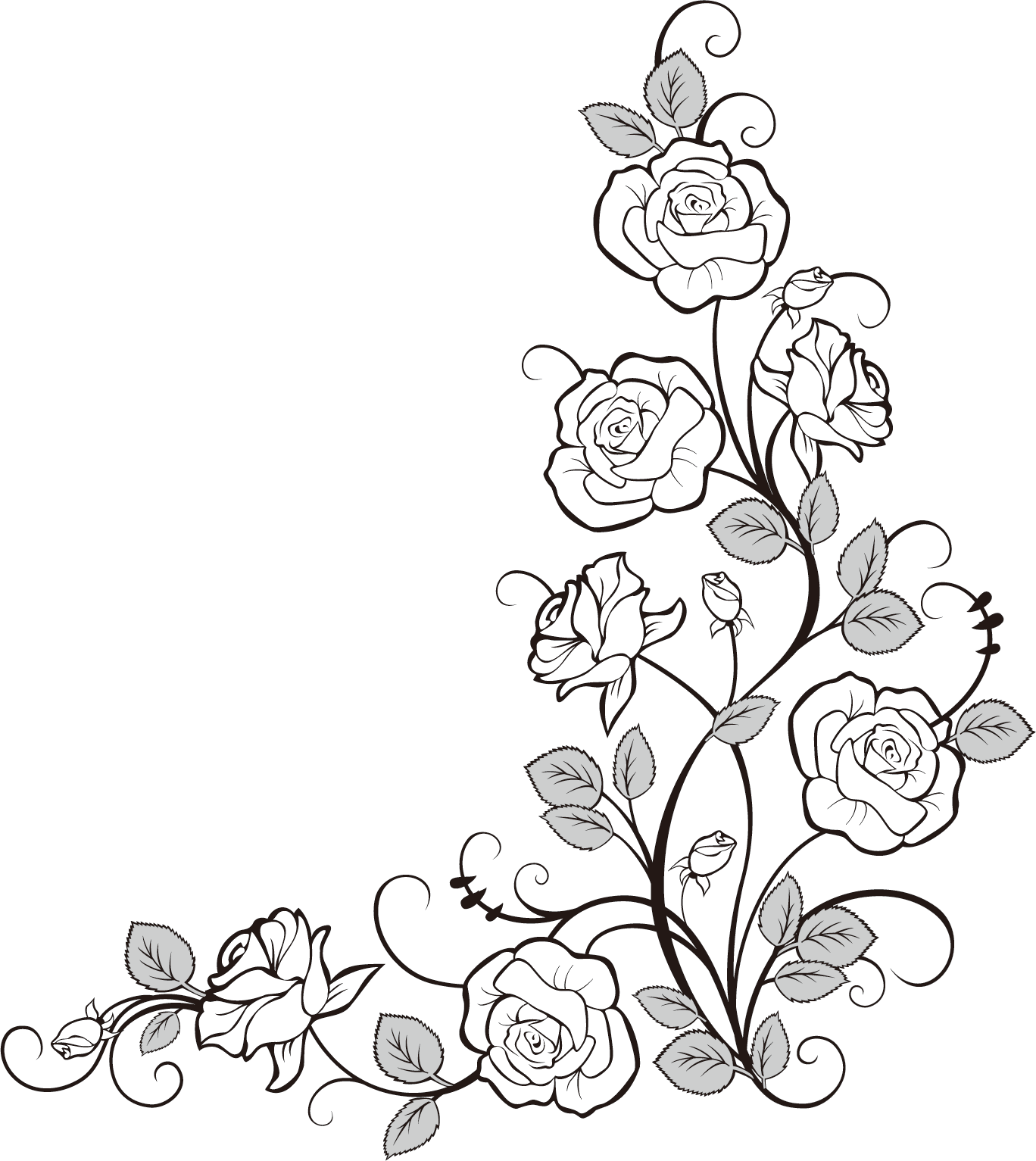 Elegant Rose Vine Drawing PNG