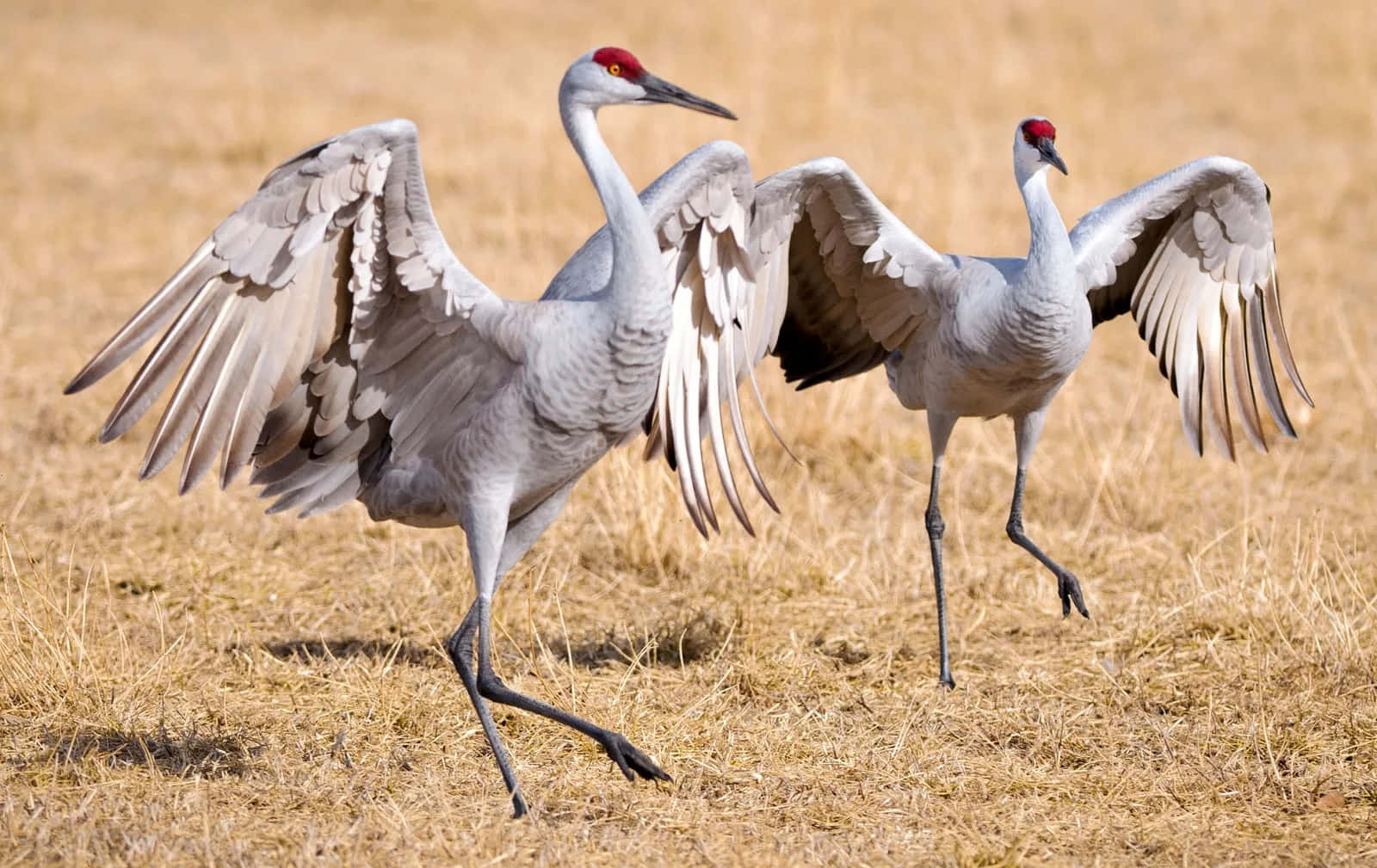 Elegant Sandhill Cranes Dancing Wallpaper