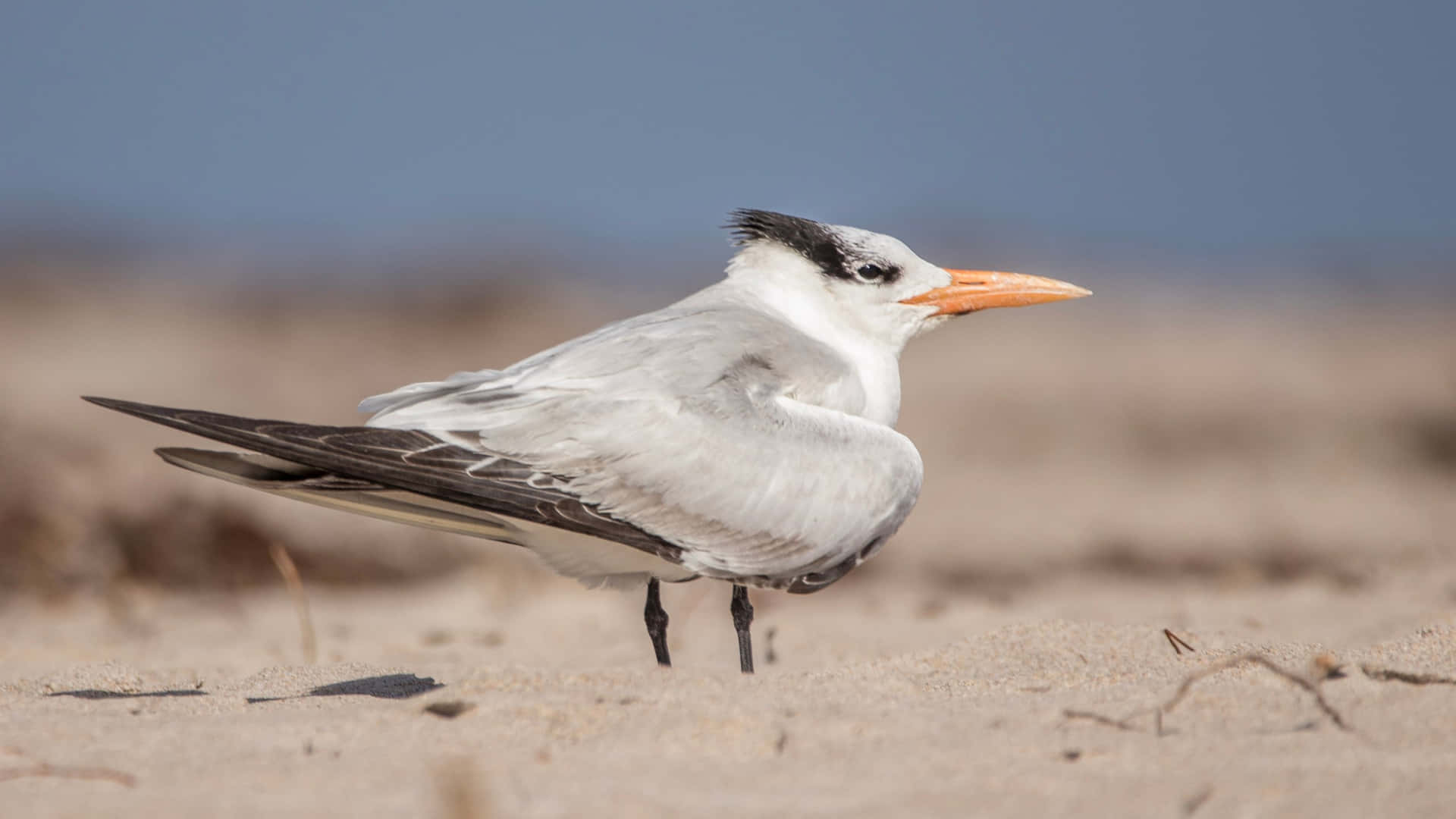 Elegant Seabirdon Sandy Beach Wallpaper