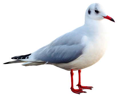 Elegant Seagull Black Background PNG