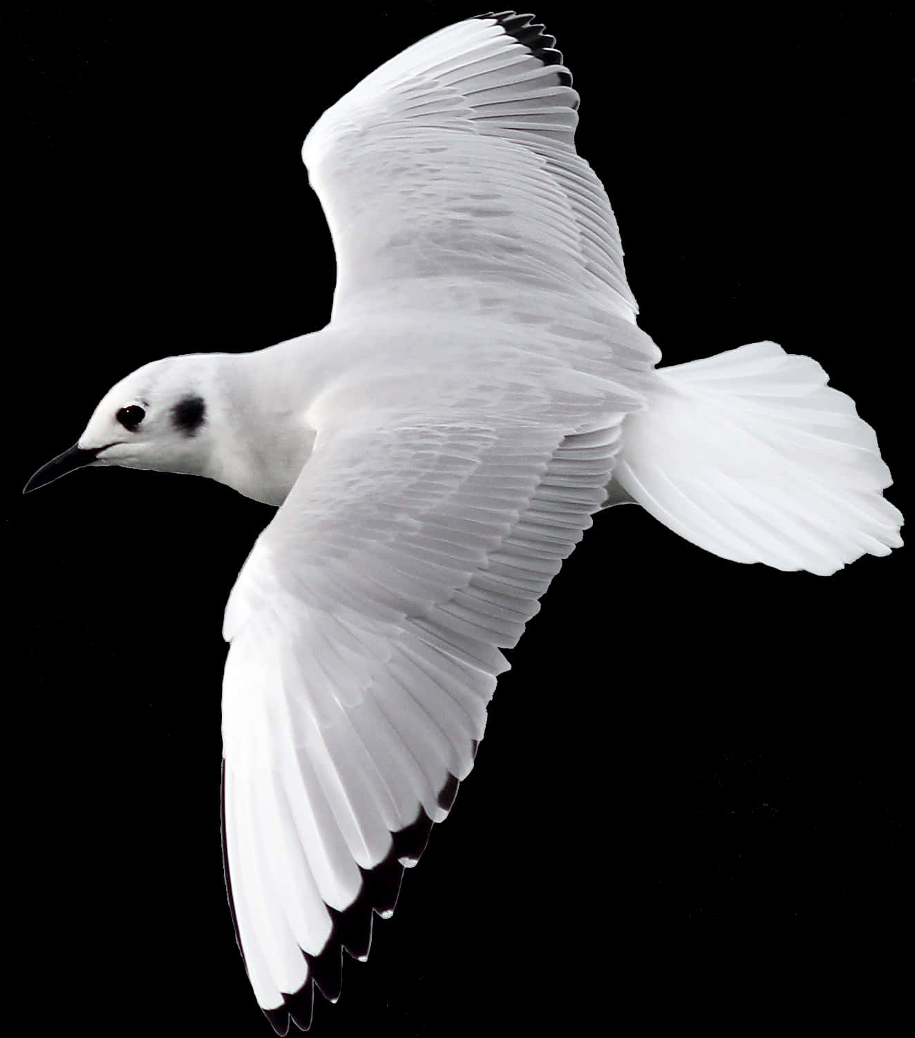 Elegant Seagull In Flight PNG