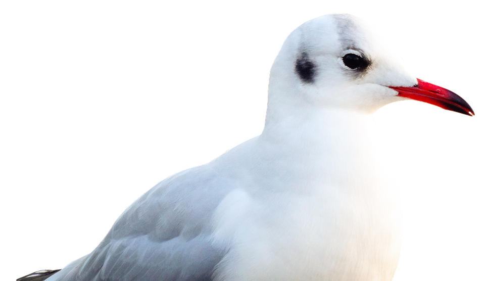 Elegant Seagull Portrait PNG